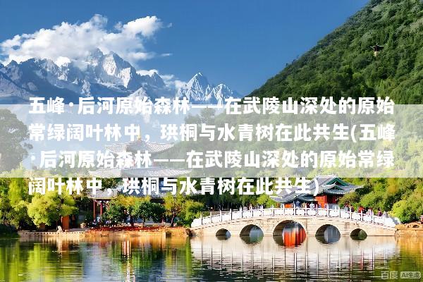 五峰·后河原始森林——在武陵山深处的原始常绿阔叶林中，珙桐与水青树在此共生(五峰·后河原始森林——在武陵山深处的原始常绿阔叶林中，珙桐与水青树在此共生)